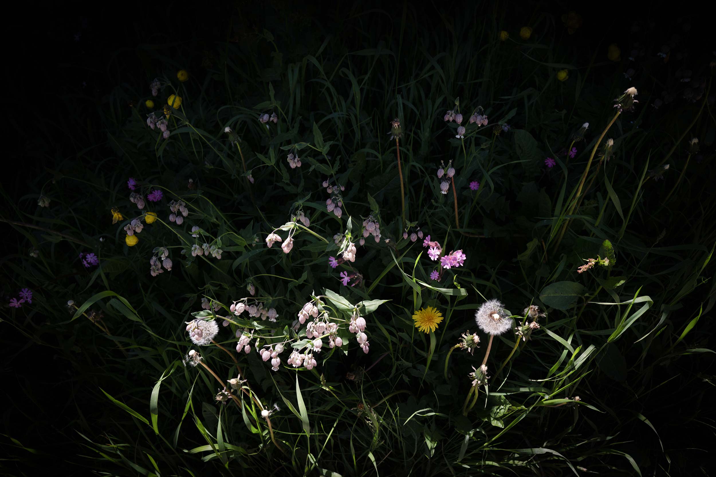 Alpine Solitude – A Life with the Herd