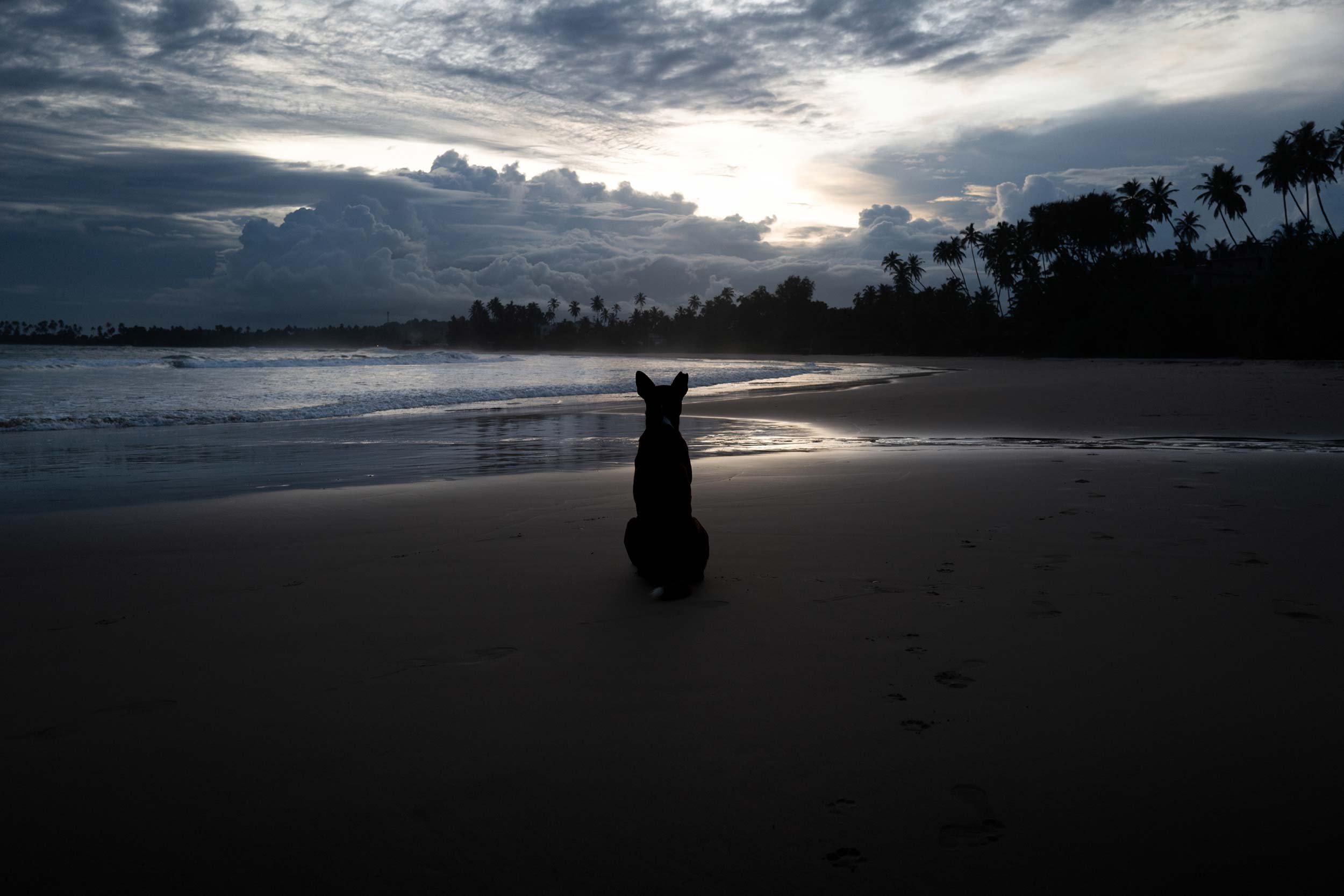 Off Season – Strays never sleep